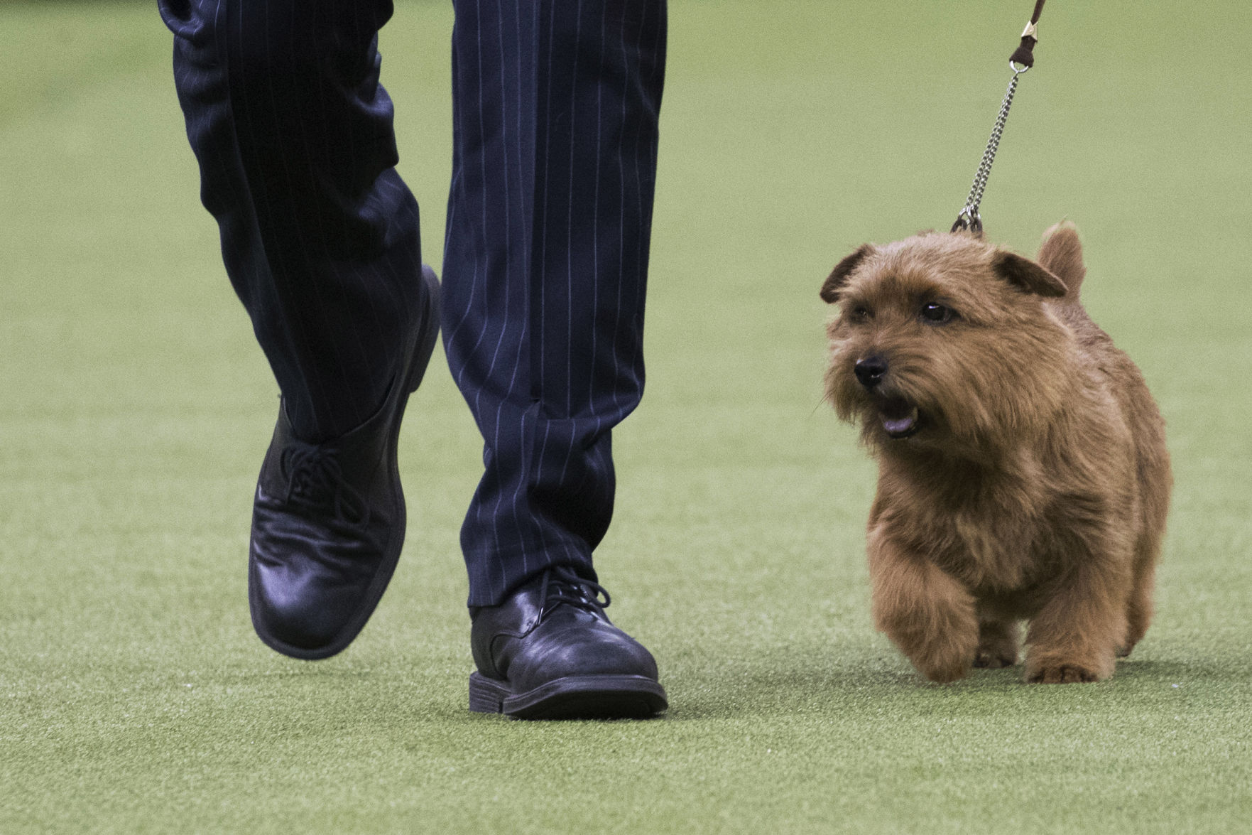 Westminster Dog Show